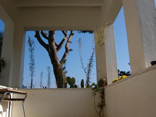 Balkon mit Pinienstamm